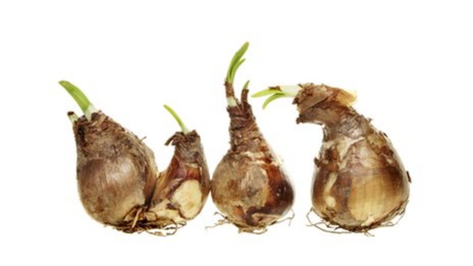 Keep daffodils away from food, supermarkets warned BBC News