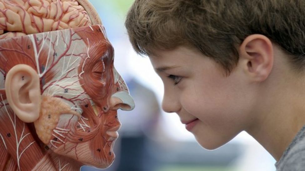 Brain Sex To Zombies Ni Science Festival Out To Get Reaction Bbc News