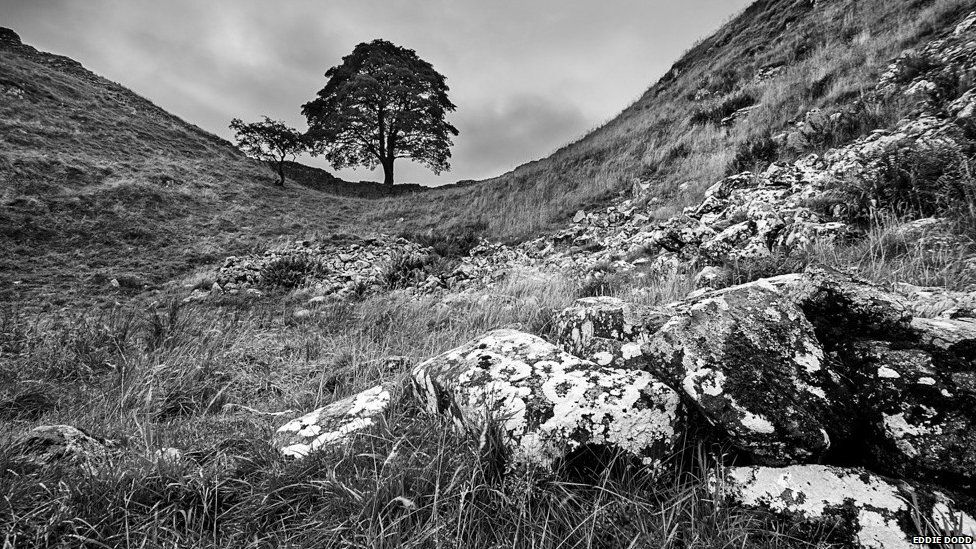 Sycamore gap in Northumberland