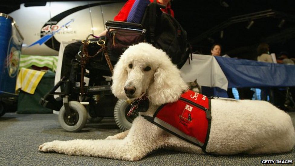 Advocates fight against fake service dogs BBC News