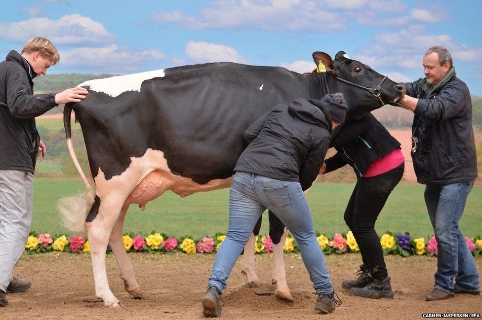 Assistants attempt to pose a cow