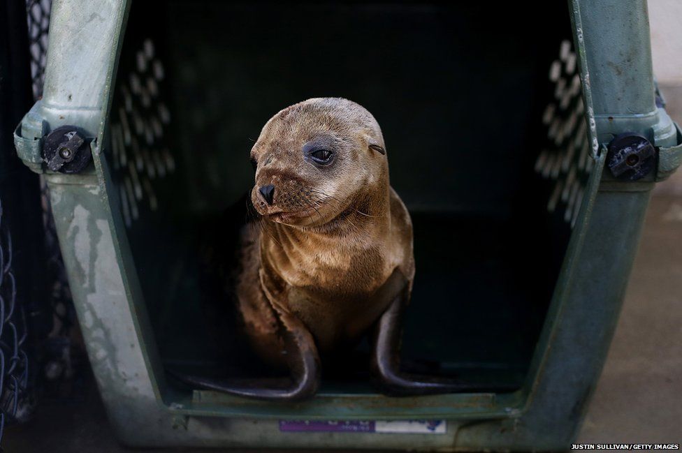 A sick and malnourished sea lion pup sits in an enclosure at the Marine Mammal Center in Sausalito, California
