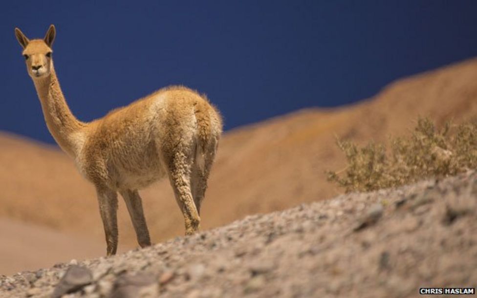 The dogged old man of the badlands - BBC News