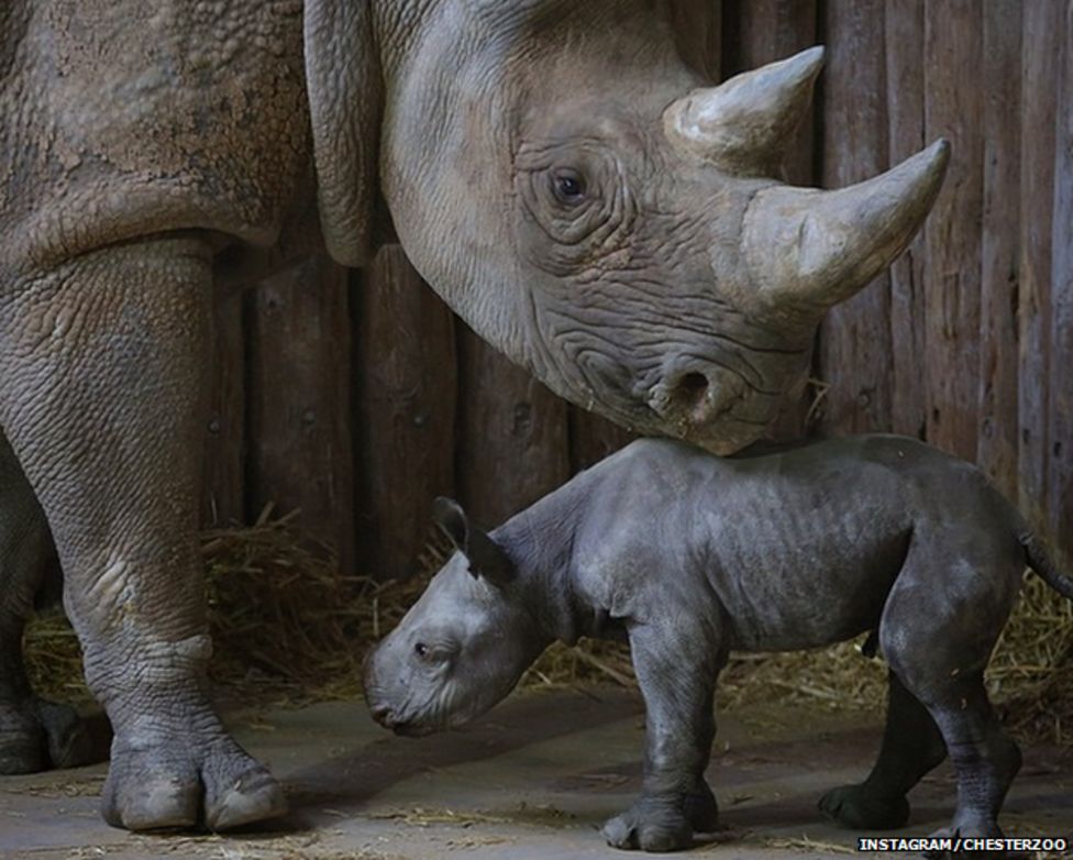 Baby black rhino named Fara dies at Chester Zoo, keepers announce - BBC ...