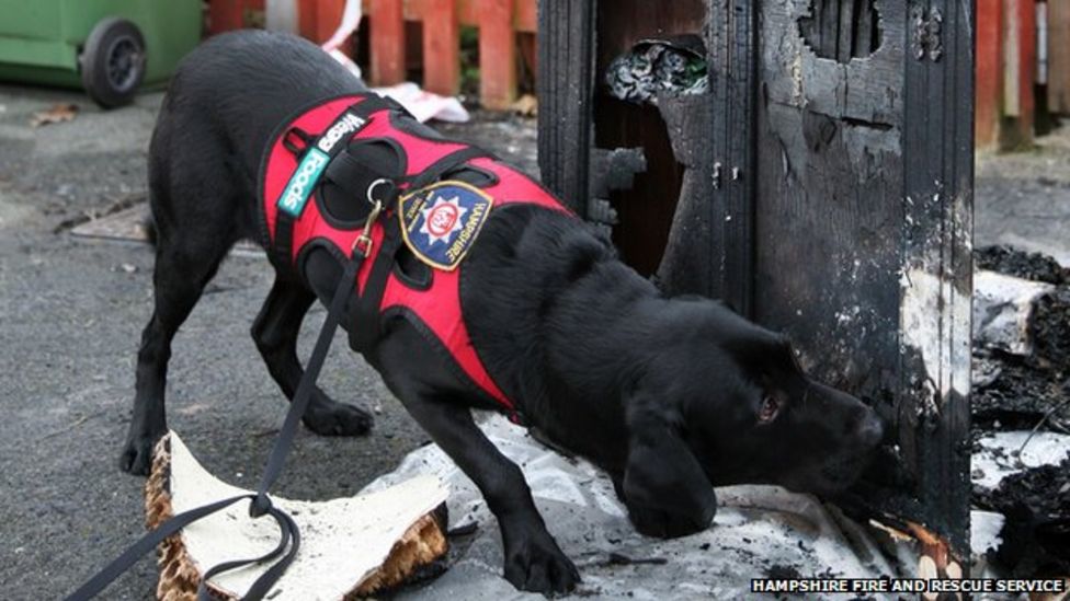 Hampshire fire dog sisters retire after 18 years service BBC News