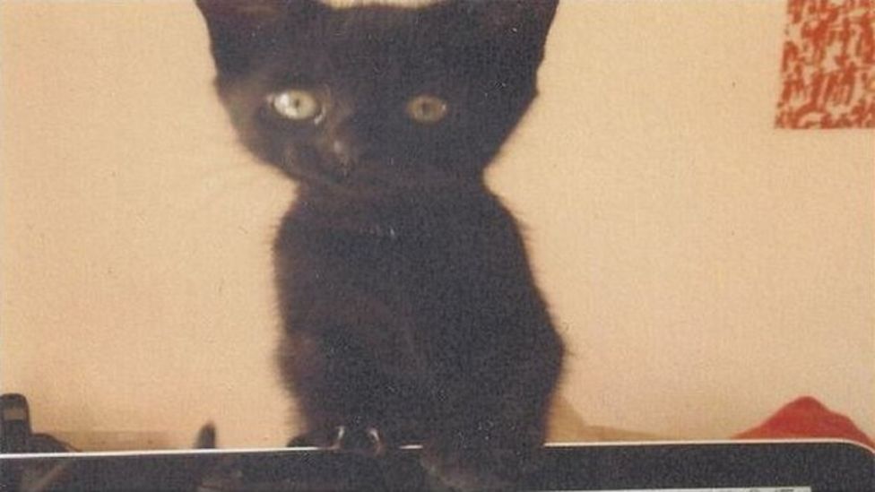 Man spends £10K on search for kitten killer - BBC News