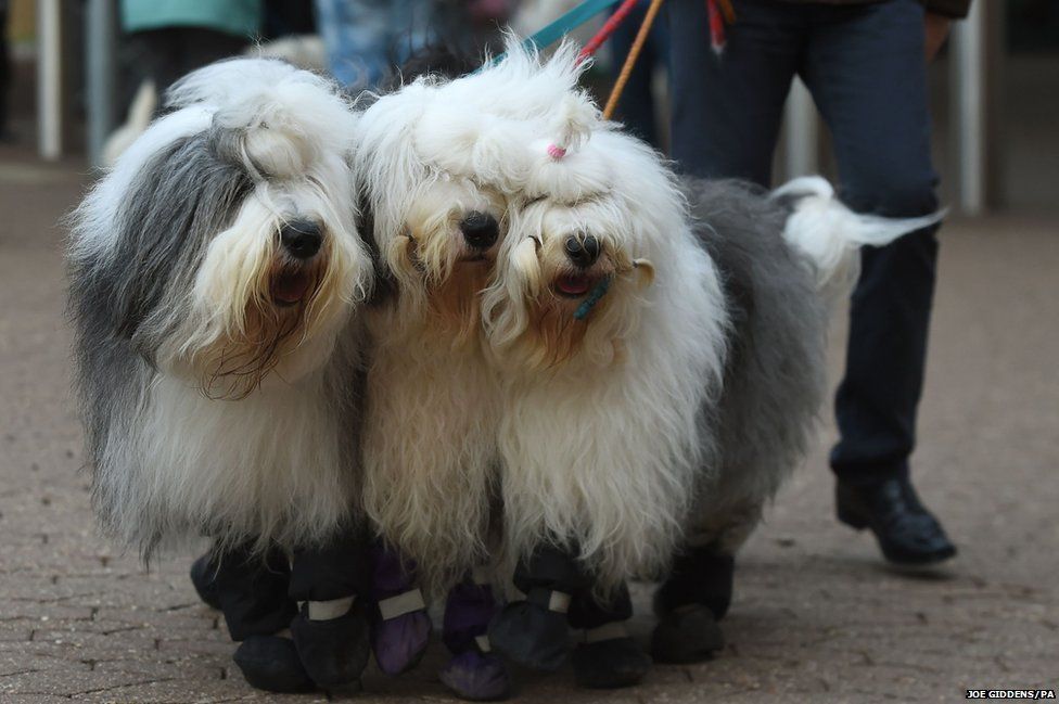 Old English sheepdogs