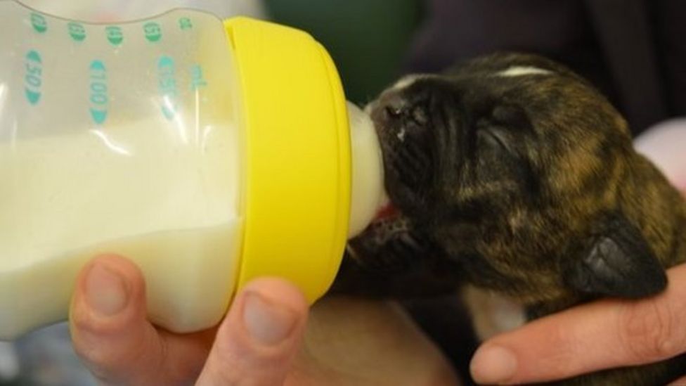 New Homes For Puppies Found In Queensferry Rubbish Bin - BBC News