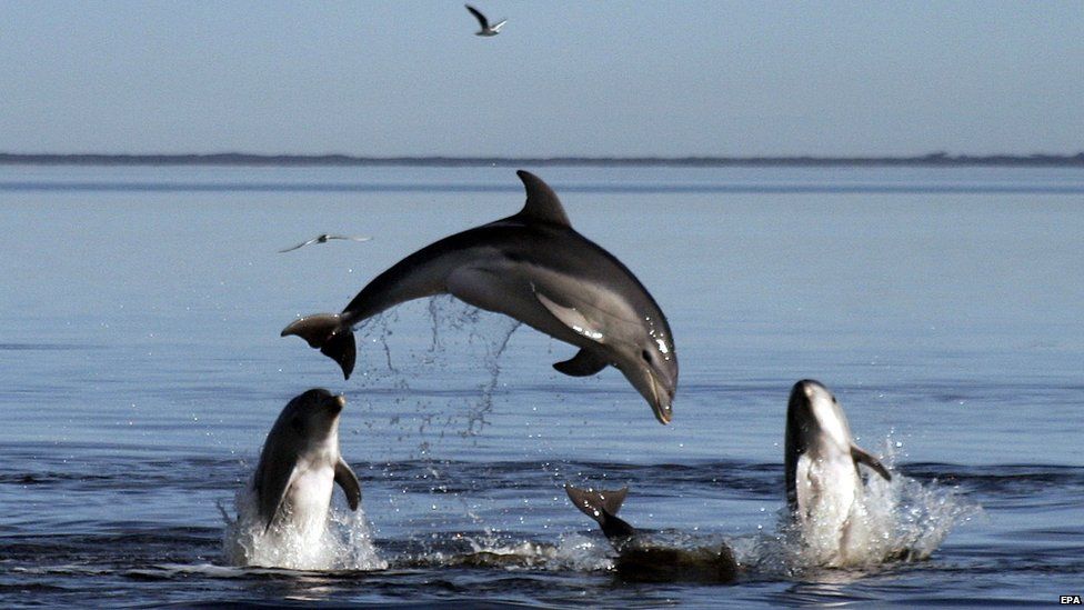 A new species of dolphins in Victoria"s Port Phillip Bay, Australia.