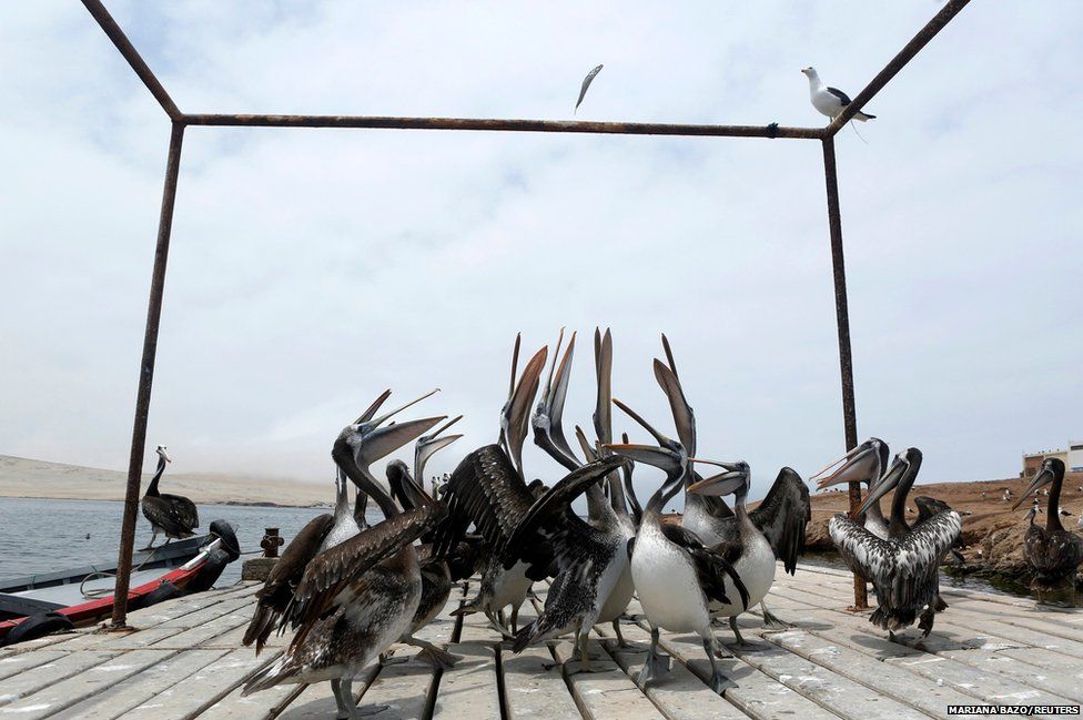 Pelicans try to catch a fish thrown by a fisherman in Paracas National Reserve