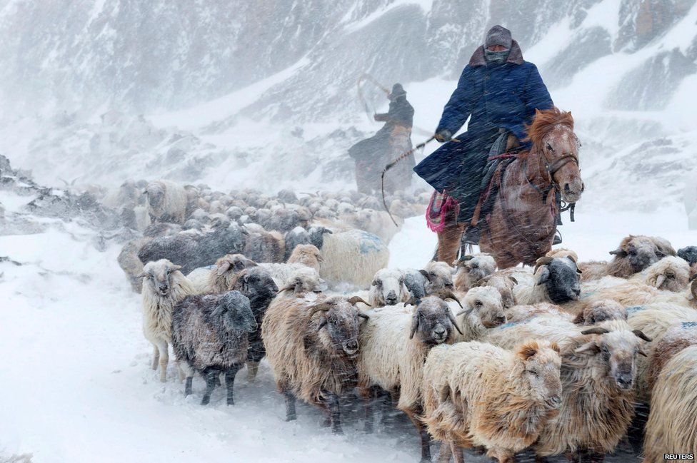Kazakhs herd their sheep