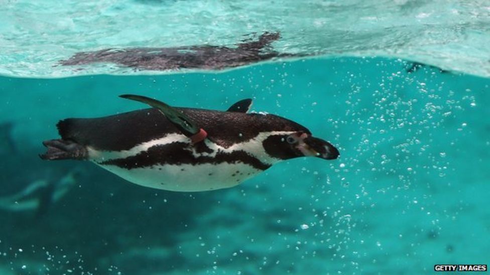 Penguin waddle put to the test - BBC News