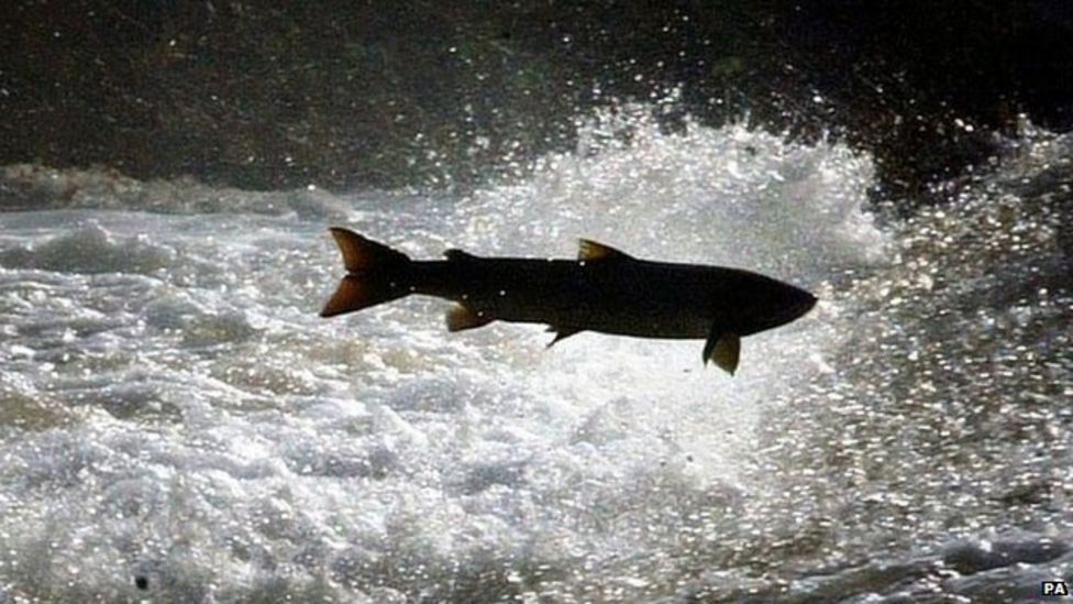 Scale of River Tweed salmon catch fall revealed BBC News