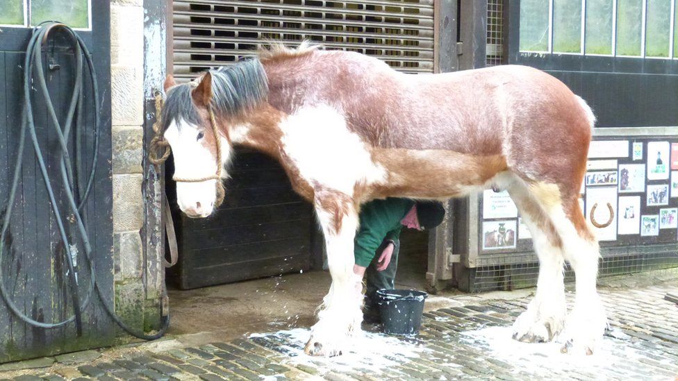 Horse being washed