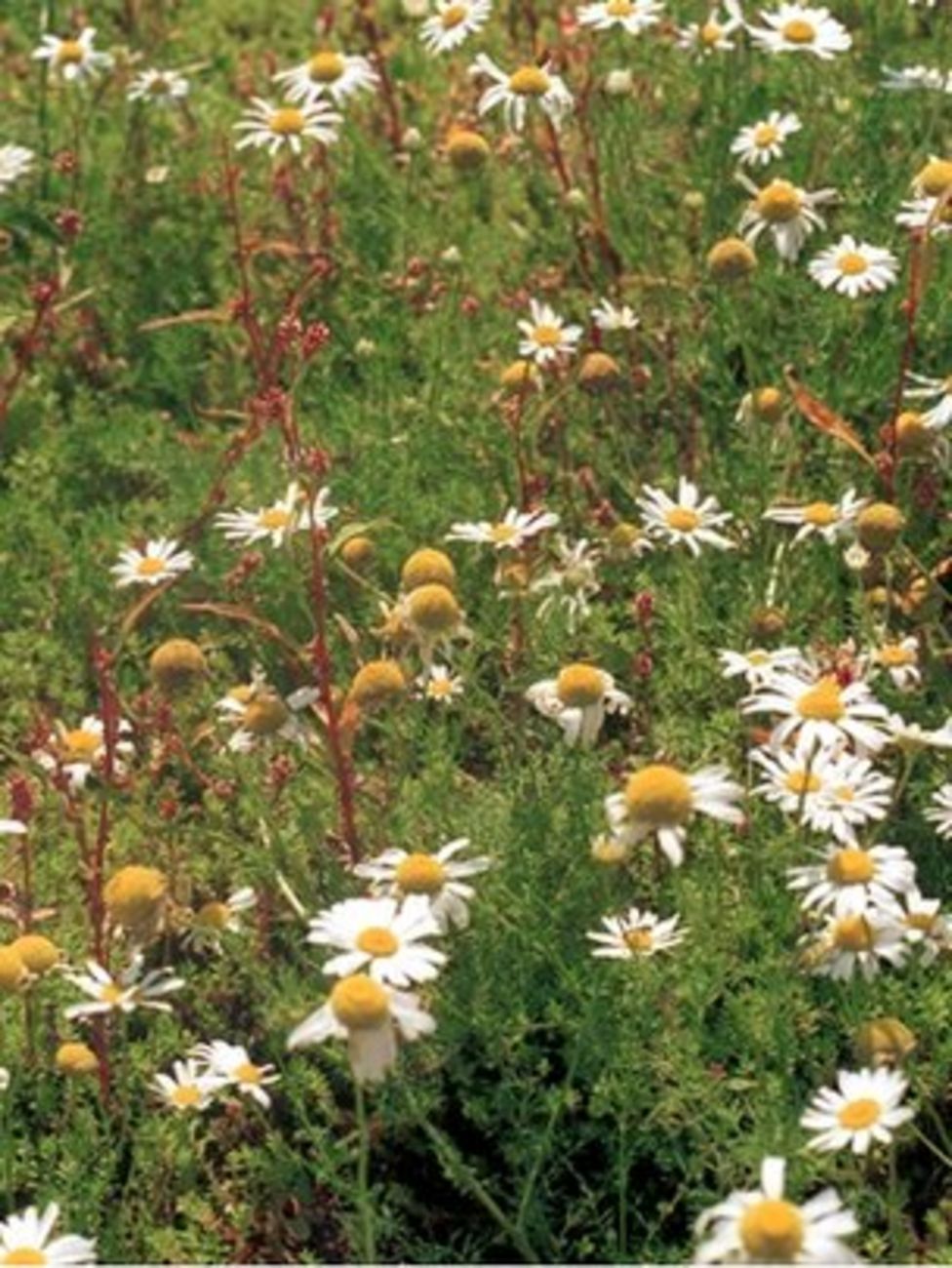 Nonnative plants pose 'no threat' to UK flora BBC News