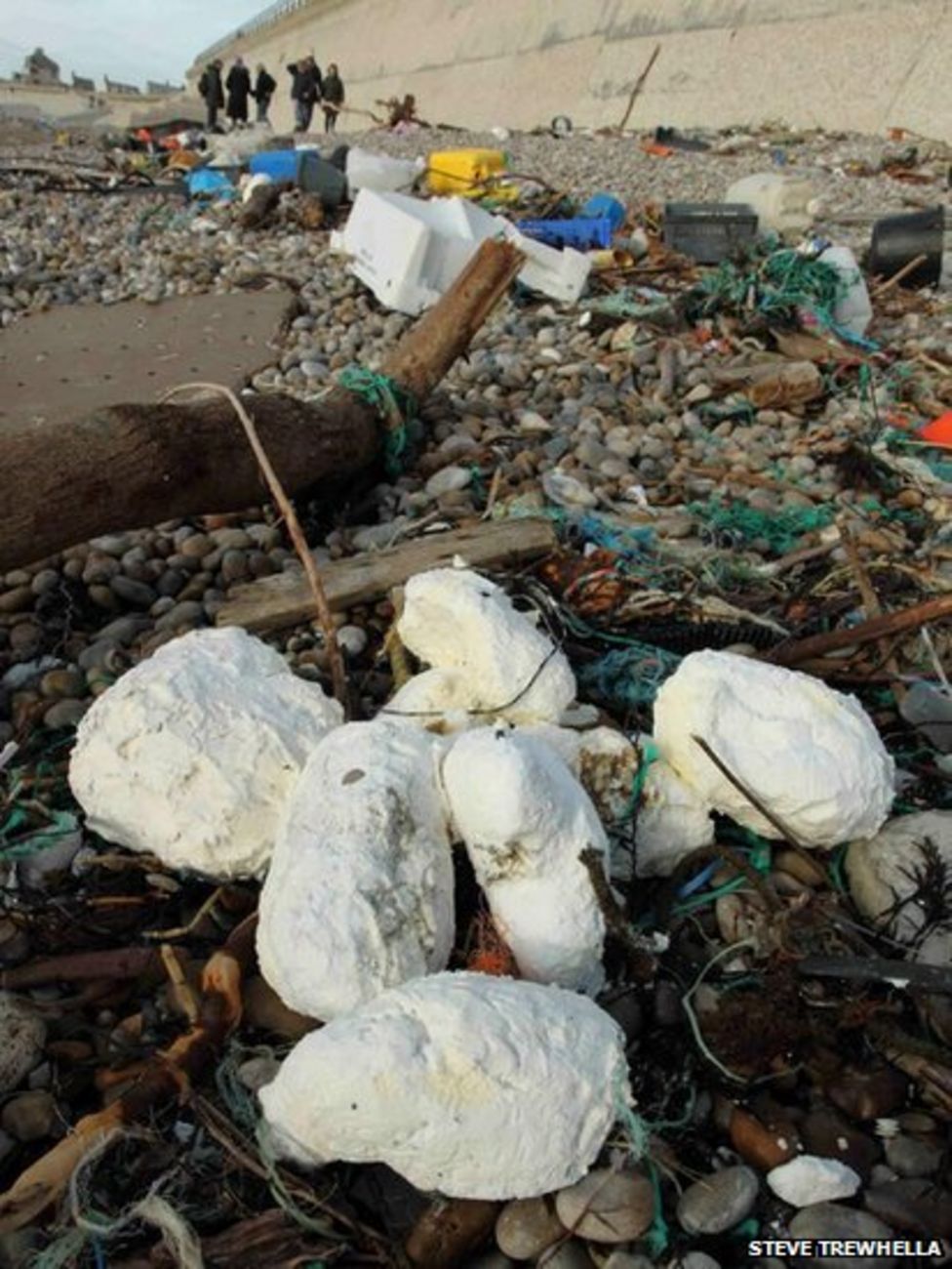 Chesil Beach Dead and oilcovered birds still washing up BBC News