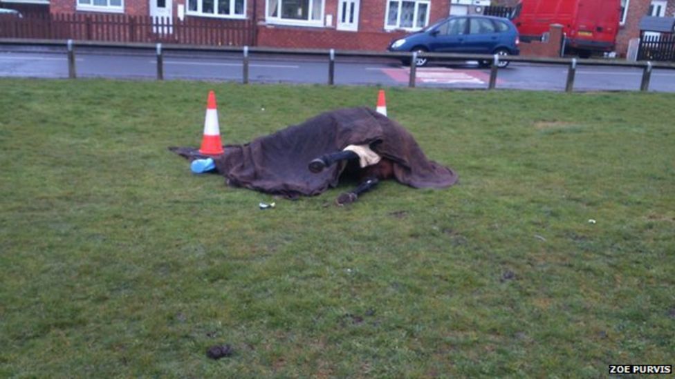 Dead horse left lying in Wheatley Hill BBC News