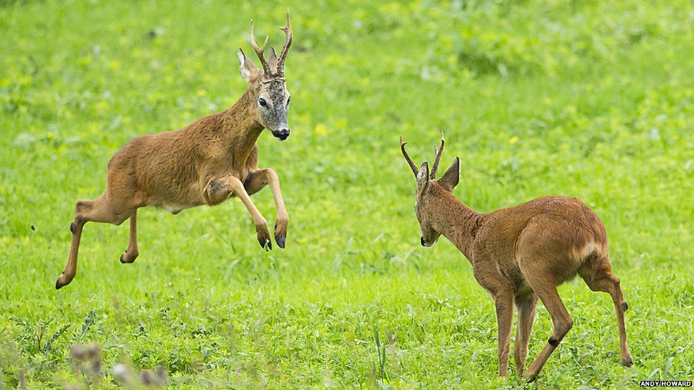 Roe deer bucks