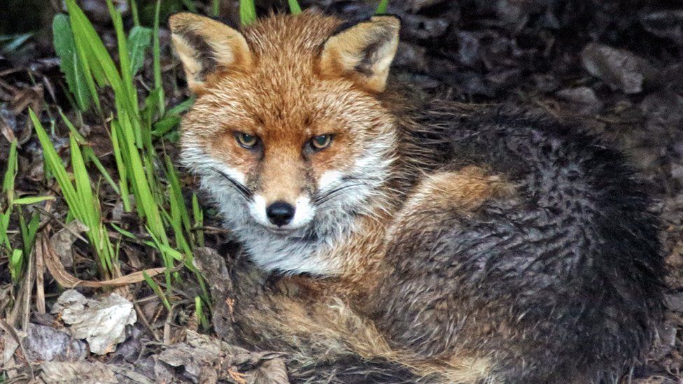 This fox was sheltering from the rain in the back garden of David Alexander Elder in East Kilbride.