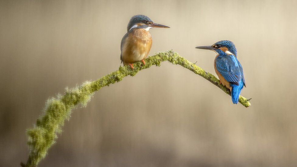 Alan Irving took this beautiful picture of a pair of kingfishers in Kirkcudbright.