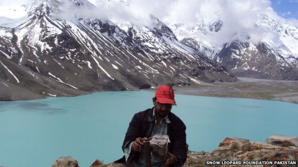Pakistan's snow leopards: Both feared and sought - BBC News