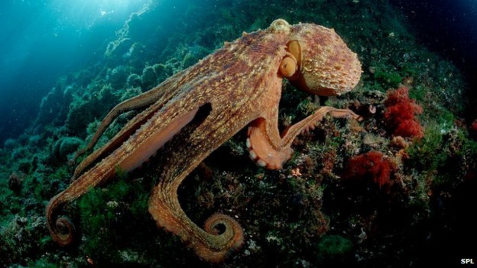 How octopuses co-ordinate their arms - BBC News