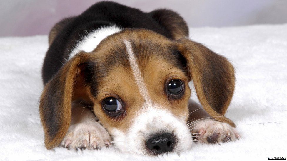 The reason we can\'t resist puppy dog eyes explained - BBC News