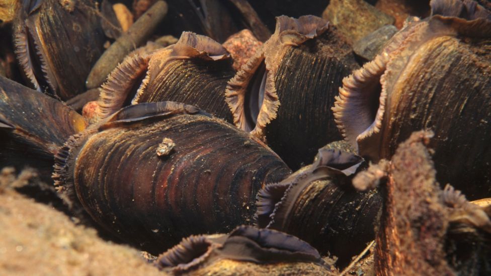 Pearl mussels 'extinct from several rivers' BBC News