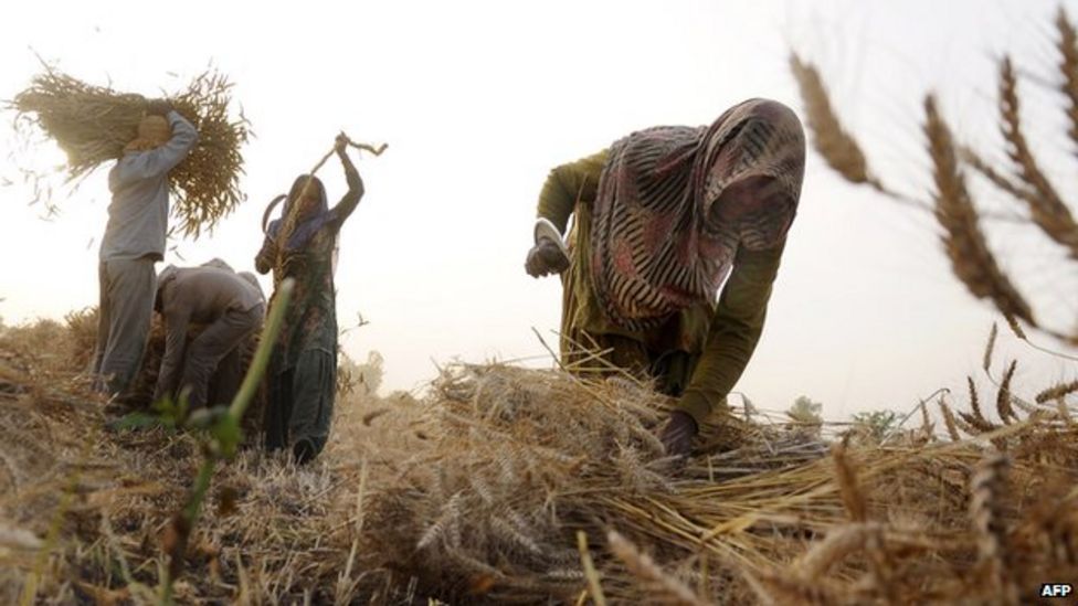 Delhi farmer death highlights countryside crisis - BBC News