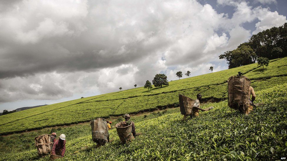 People picking tea leaves in Malawi - Saturday 18 April 2015
