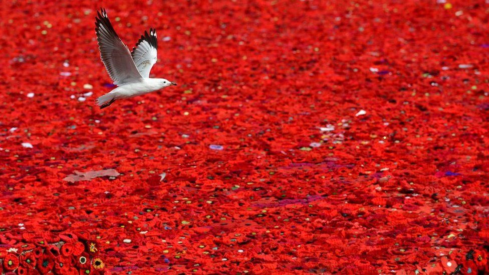 A seagull flies over a sea of poppies blanketing Federation Square in Melbourne as part of commemorations ahead of Anzac Day