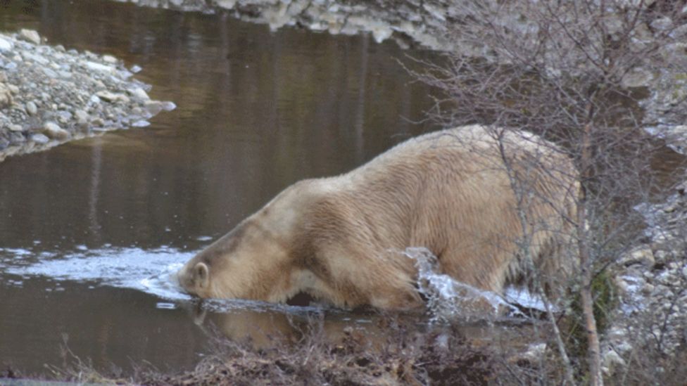 Polar bear to enter new Highland Wildlife Park enclosure - BBC News