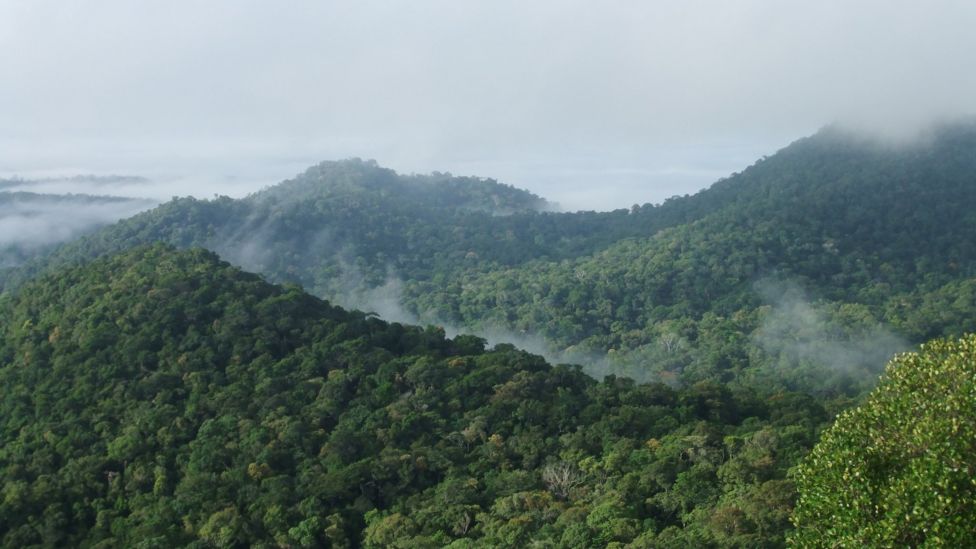 'Wrong type of trees' in Europe increased global warming - BBC News