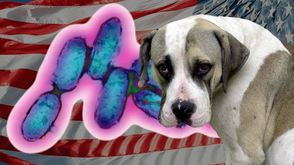 Colorado plague caused by dog BBC News