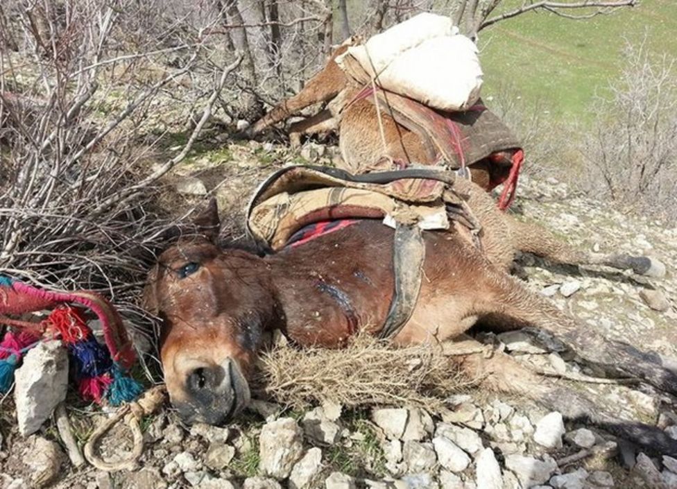 The Mules Targeted By Armed Forces - BBC News