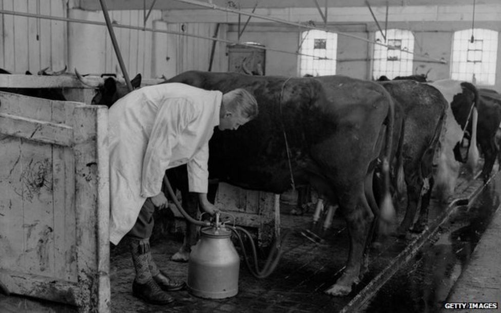 The Cows That Queue Up To Milk Themselves Bbc News