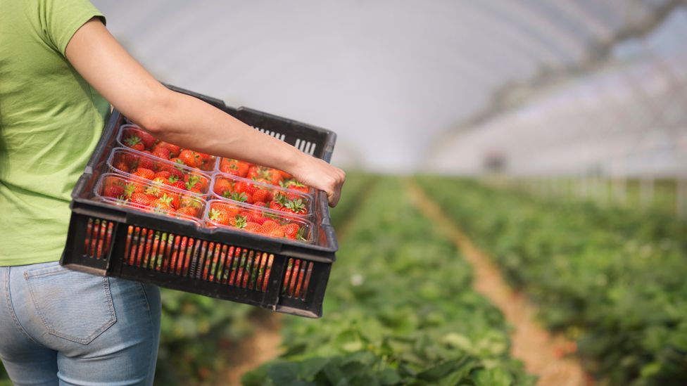 A worker holding strawberries in a polytunnel
