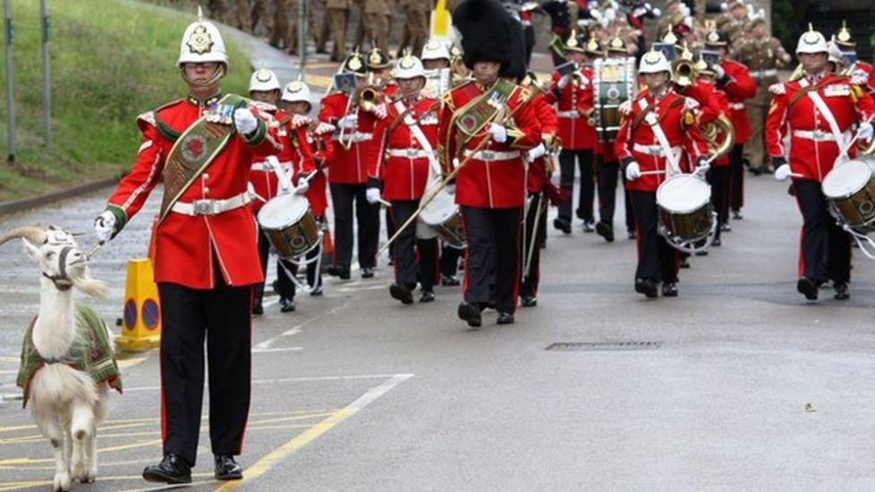 Taffy the Royal Welsh Regiment's goat dies BBC News