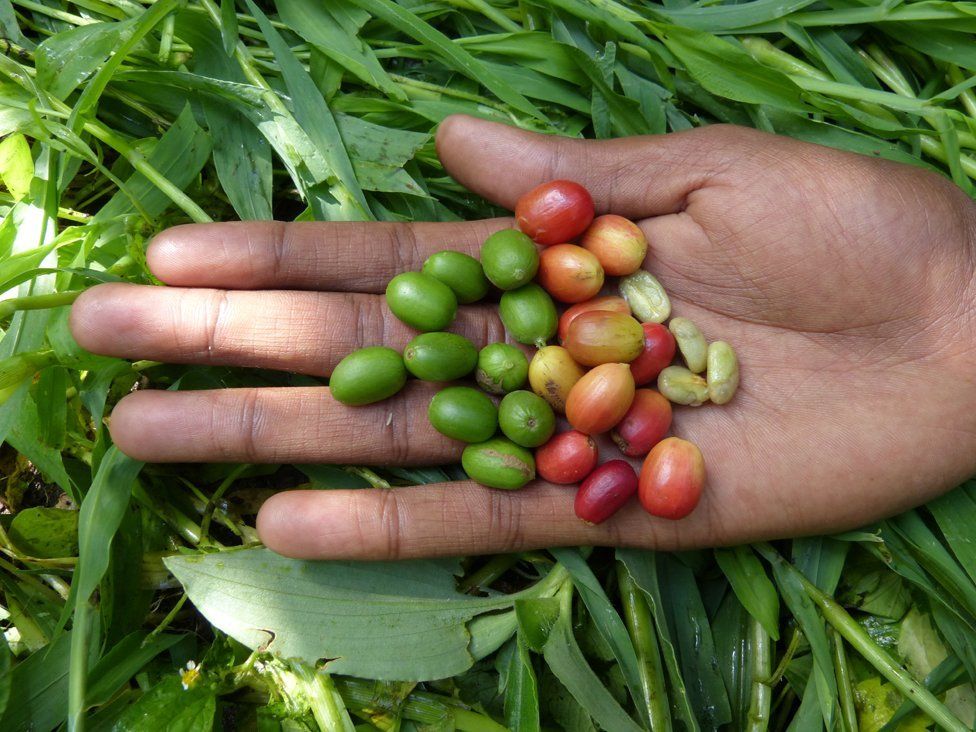 red and green coffee cherries