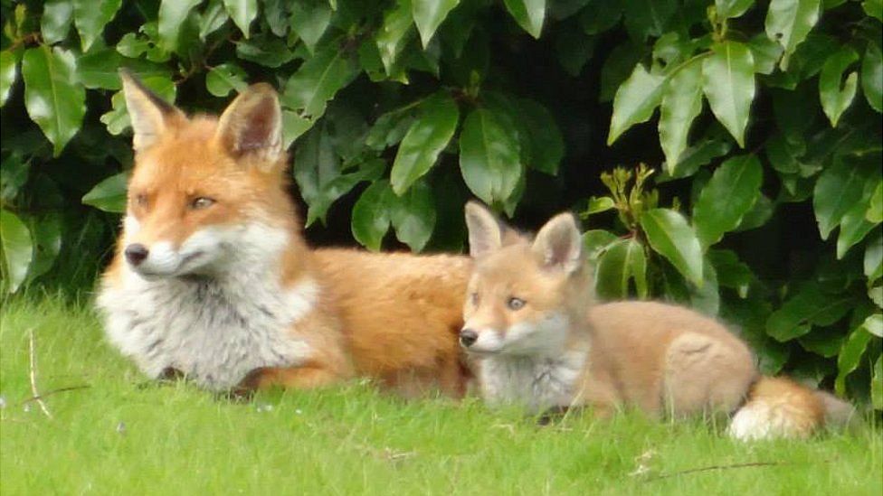 Fox and cub