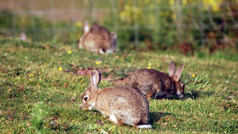 Rabbits in a field