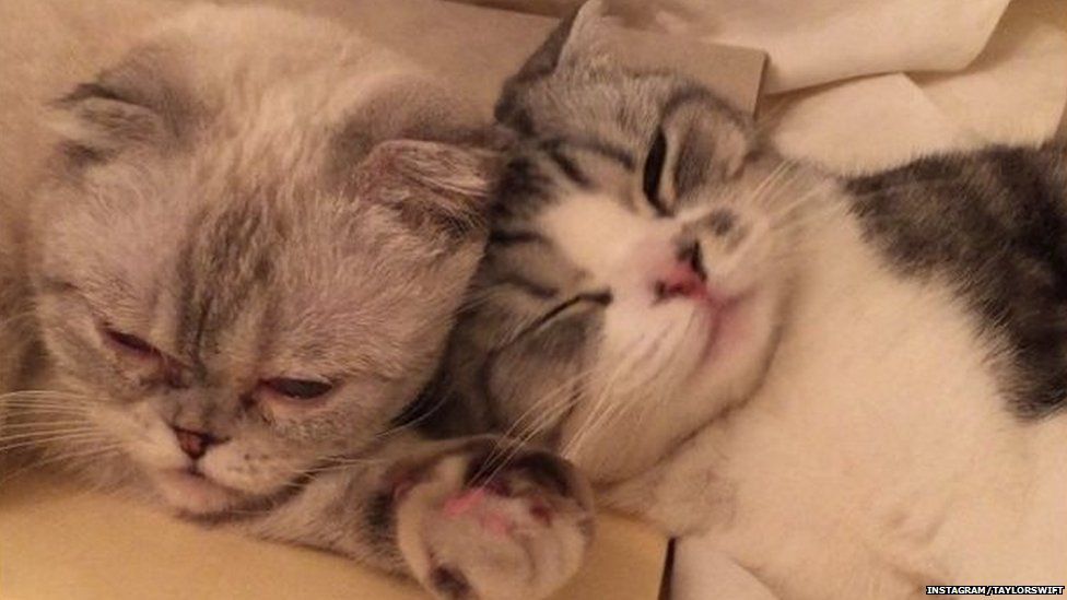 Những hình ảnh đáng yêu của 2 chú mèo cute trong cuộc sống hàng ngày