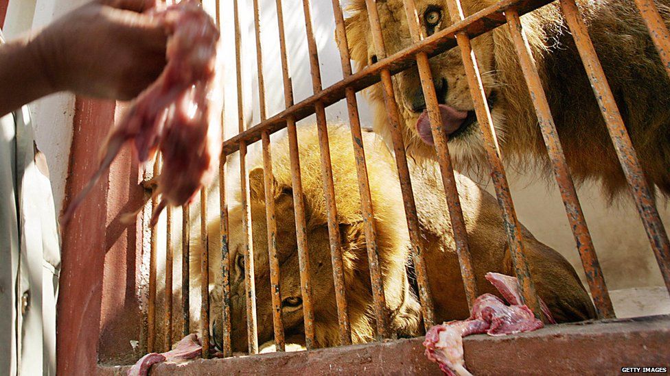 Lions eating meat in a zoo