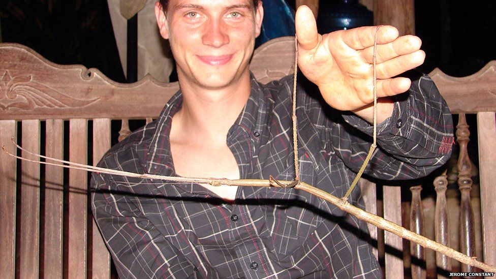 Man holding a long stick insect