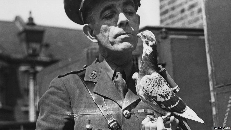 A WW2 carrier pigeon