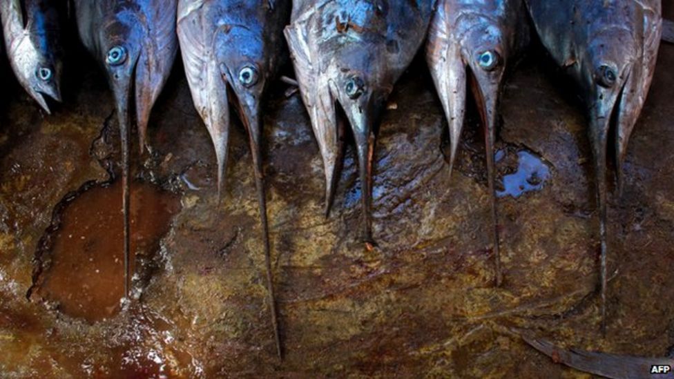 Hawaii man dies after being impaled by swordfish BBC News