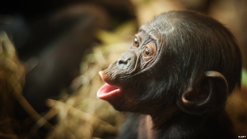 Bonobo