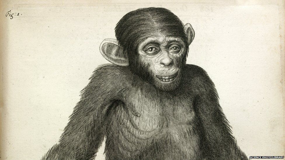 A chimpanzee. Image taken from Orang-Outang, sive Homo Sylvestris: or, the Anatomy of a Pygmie compared with that of a monkey, an ape, and a man