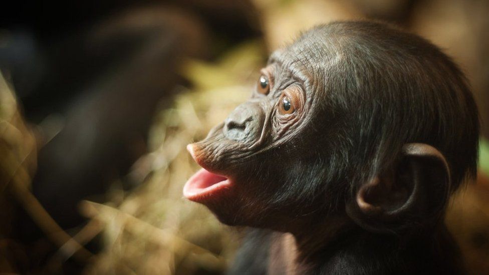 Bonobo