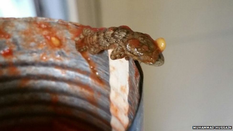 Dead lizard found in can of tomatoes in Alum Rock BBC News